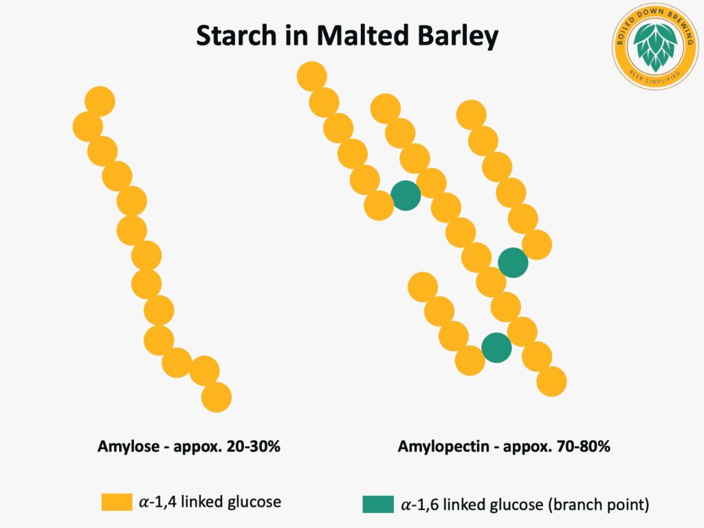 Amylose and amylopectin in malted barley starch