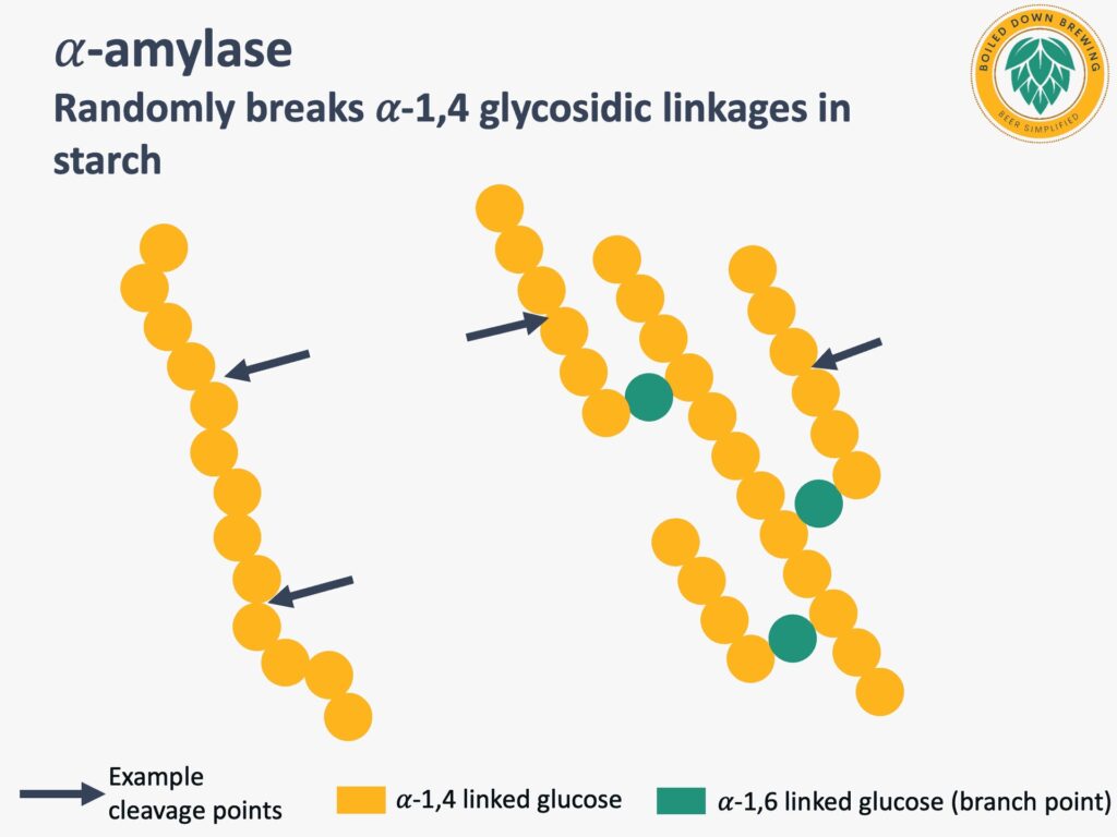 Alpha amlyase activity in malt