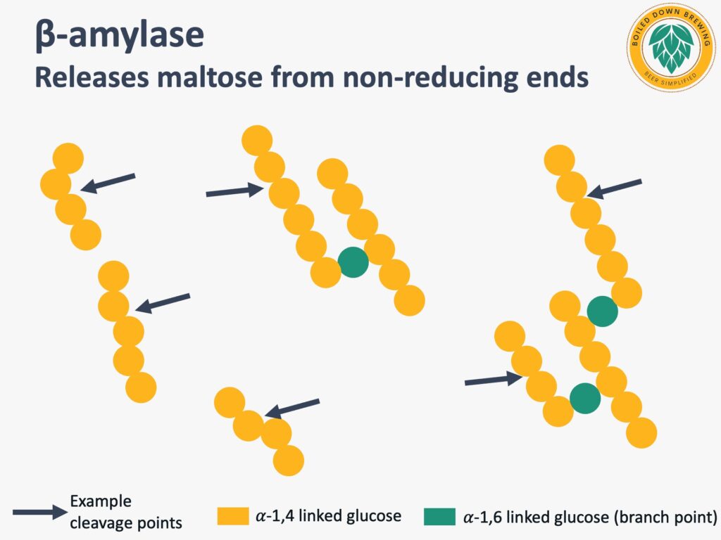 Beta amylase activity in malted barley